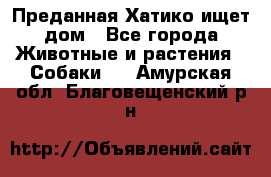 Преданная Хатико ищет дом - Все города Животные и растения » Собаки   . Амурская обл.,Благовещенский р-н